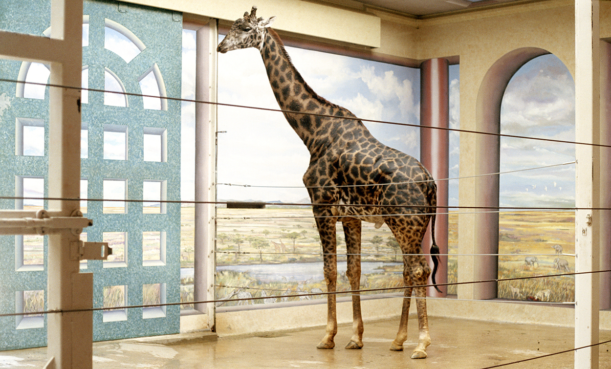 A giraffe is in a room and the walls are painted with a grassland landscape and cloudy sky. Vertical wires go accross the foreground, enclosing the giraffe.
