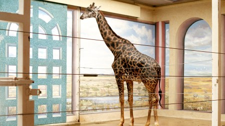 A giraffe is in a room and the walls are painted with a grassland landscape and cloudy sky. Vertical wires go accross the foreground, enclosing the giraffe.