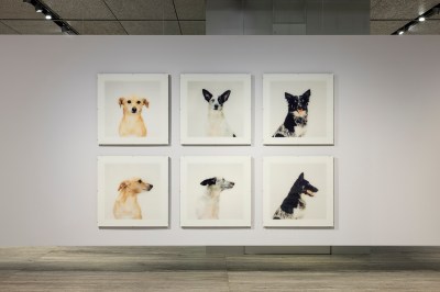 A grid of 6 pictures. 3 at the top show small dogs dead on, and at the bottom, we see those same 3 dogs in profile.