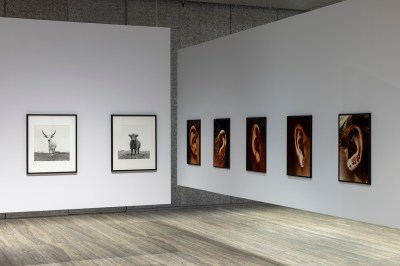 Two perpindiclar hanging walsl painted a slightly lavendar shade of gray. One shows two dead-on pictures of cows, the other shows 7 photographs of ears.