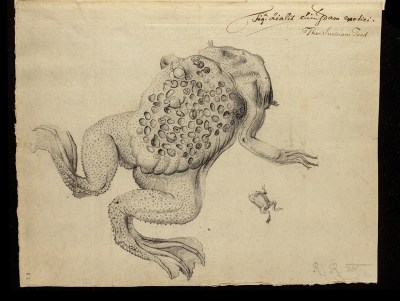 An intricate graphite drawing of a large toad with dozens of small eggs on its back.