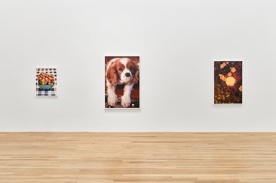 Three photos on a gallery wall. Left to right: grapes in a blue paper container on a gingham tablecloth, a fuzzy-eared dog, and a glowing orb amid flowers.