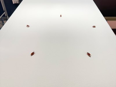 A circle of cockroaches on a white wall.